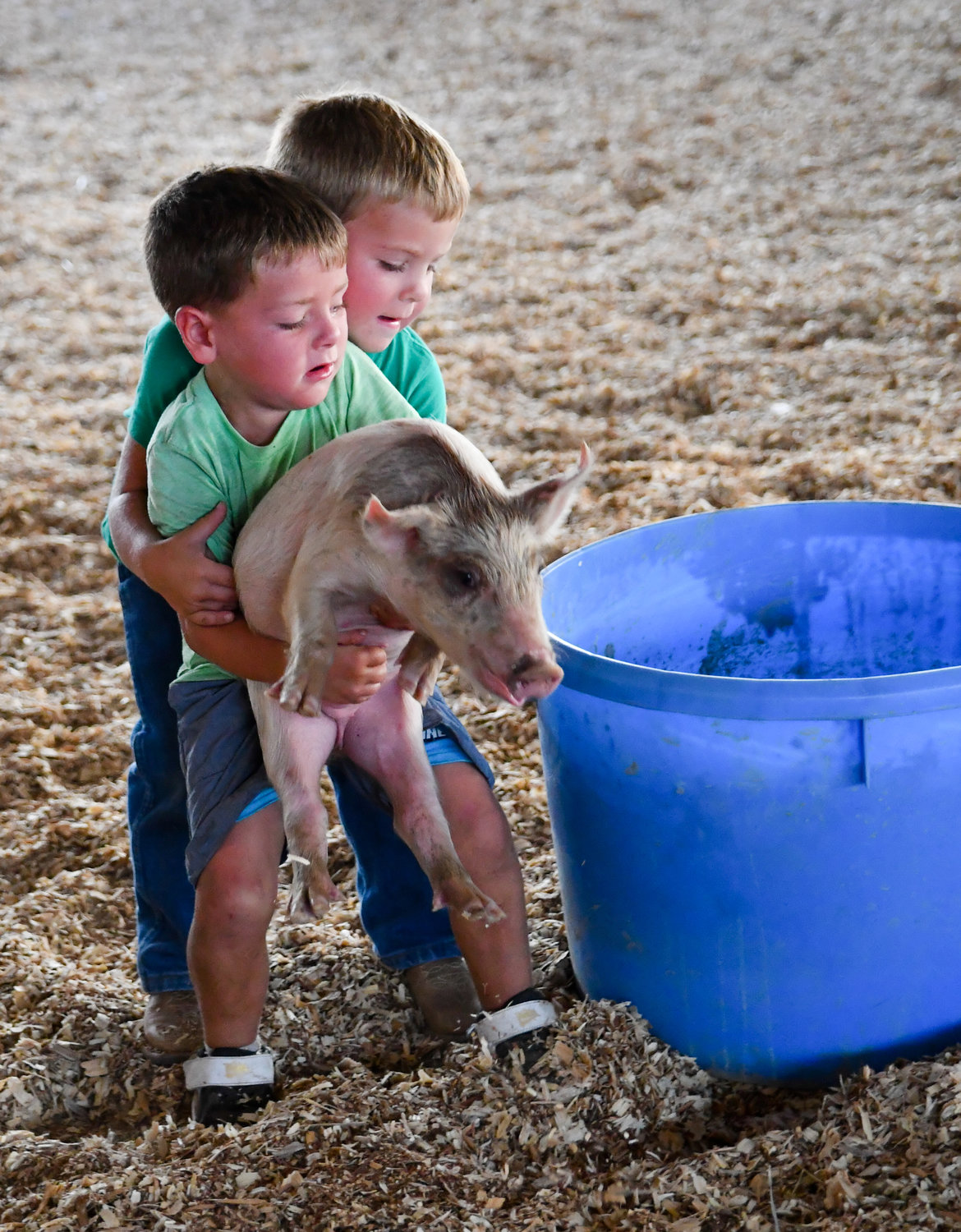 Two boys attempt to wrangle the pig in the bucket.