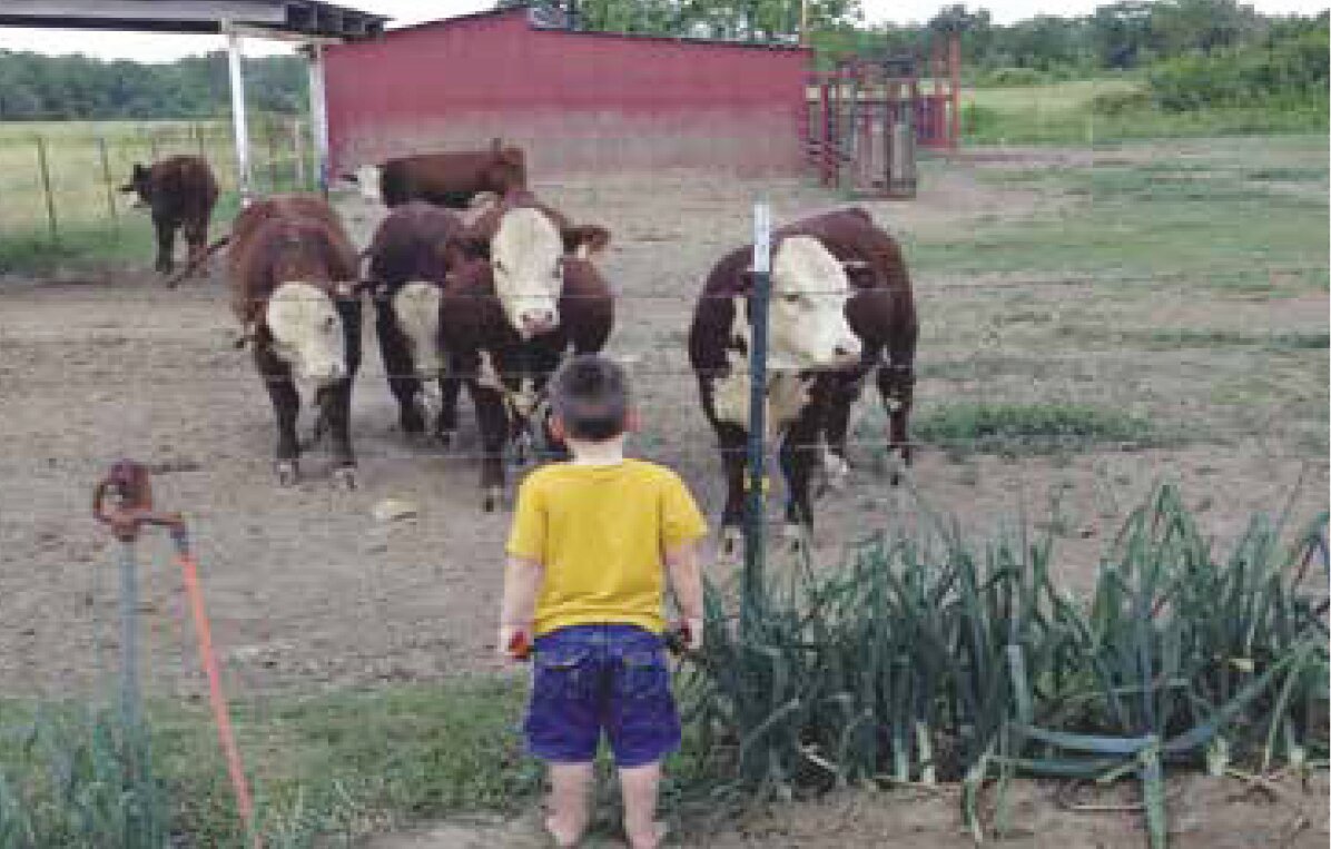 Great-grandson Mason enjoys the cattle and helping Garry on the farm.